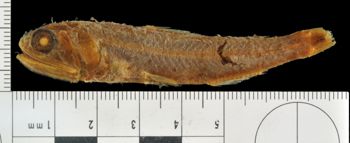Media type: image;   Ichthyology 6871